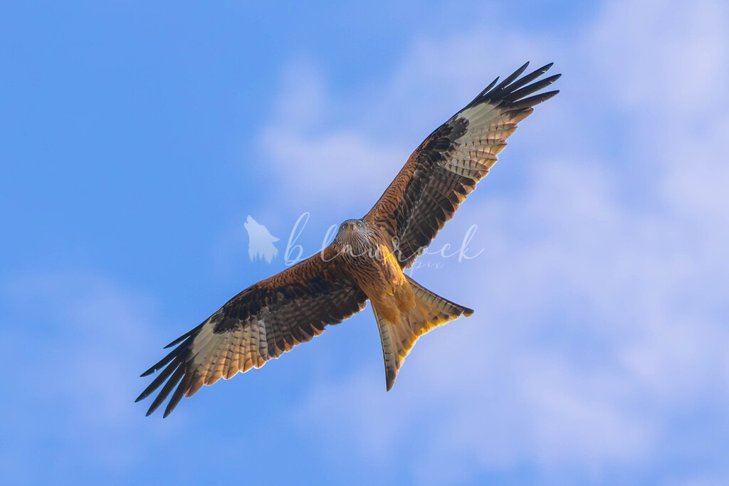 CN12--33 | Sportbilder, Sportfotograf, Hochzeits- und Eventfotografin, Flugshows, Portraits und Tiershooting, Aviation, Downhill, Nationalleague, Swissleague, International
