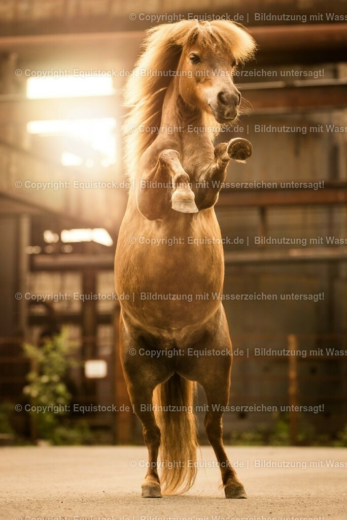 20160517_Pony_in_Industrieanlage_0006 | Foto: Thomas Hartig