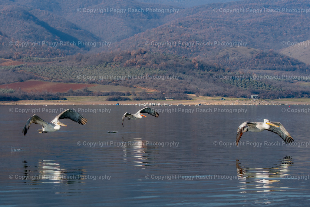 Pelikane (21) | PeggyRaschPhotography - Realisiert mit Pictrs.com