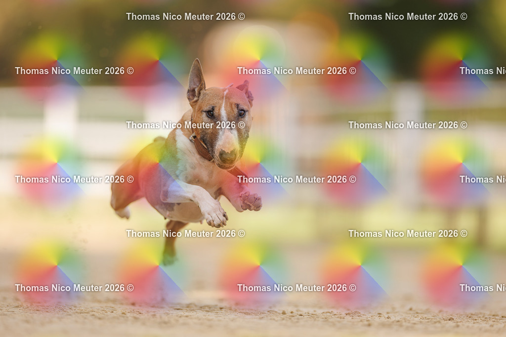 Thomas_Nico_Meuter(C)_03. Oktober 2026_223A7469 | Bild von Thomas Nico Meuter - Realisiert mit Pictrs.com