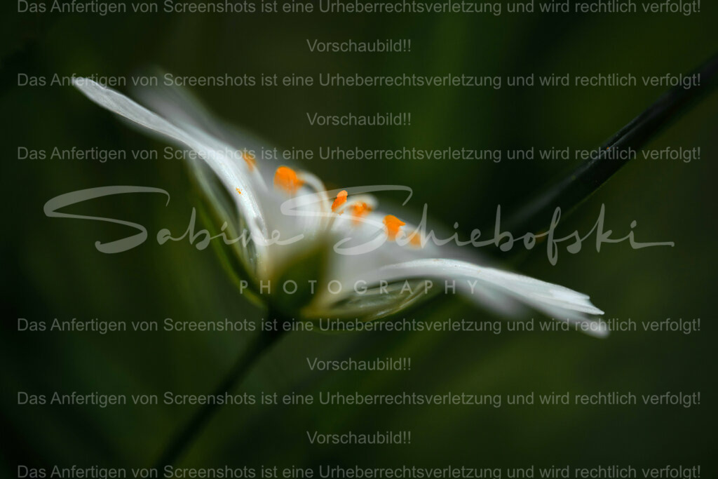 Wandbild Sternmiere | People- und Tierfotografie, Imageaufnahmen, Veranstaltungsfotografie und Wandbilder aus der Natur ★ Made in Germany ✔️ Druck + Downloads ✔️ Naturfotografie in Top Qualität ★ schneller Versand, weltweite Lieferung! - Realisiert mit Pictrs.com