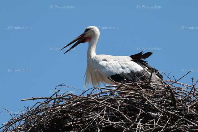 storch | Fotos, Fotos kaufen,  Fotos von Stadt und Land, Fotos von Tieren. - Realisiert mit Pictrs.com