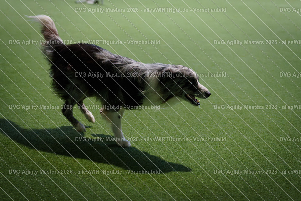 allesWIRTHgut_Tierfotografie-DVG_Agility_Masters_2026-16_41-7R508423 | Professionelle Tierfotografie in Mönchengladbach von Daniel Wirth (allesWIRTHgut). Liebevolle & natürliche Bilder von Hunden & Katzen für unvergessliche Erinnerungen.