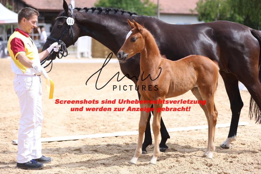 Fohlenschau_Schwäbisch_Hall_dressurbetonte_Fohlen_KN 4_19 | lmwpictures - Realisiert mit Pictrs.com