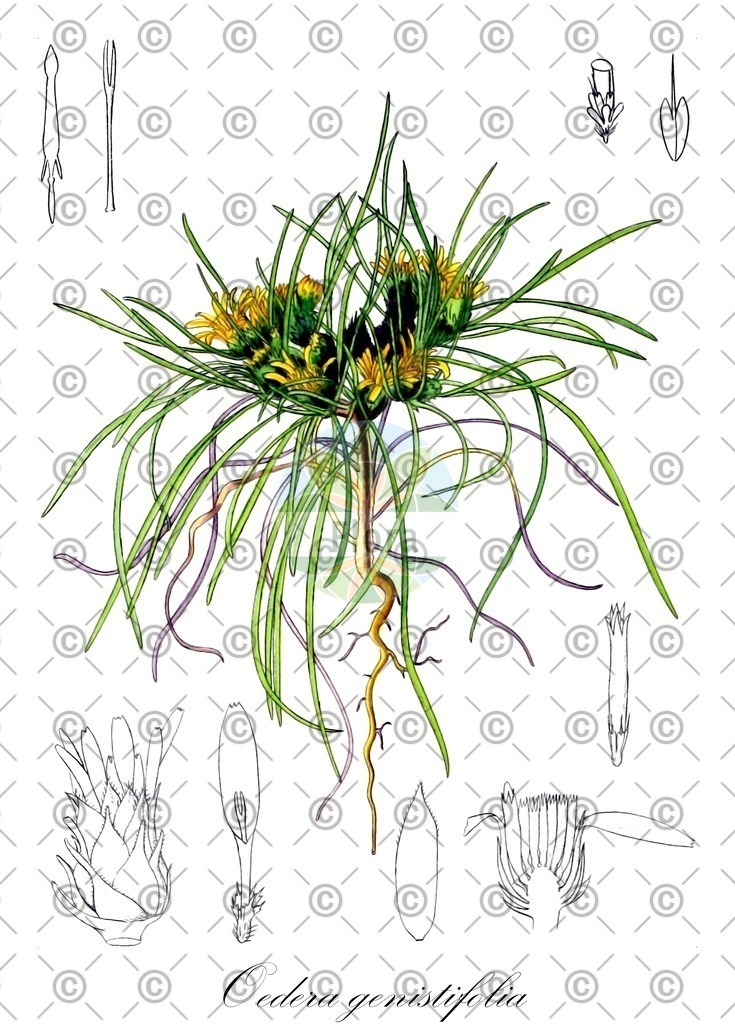 HistAbb_wfo-0001075421_1_ENZY_Simple | Historische Abbildung von Oedera genistifolia - Asteraceae | Historical Illustration of Oedera genistifolia - Asteraceae