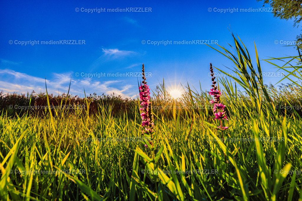 _J3A8423 | medienkrizzler - Realisiert mit Pictrs.com