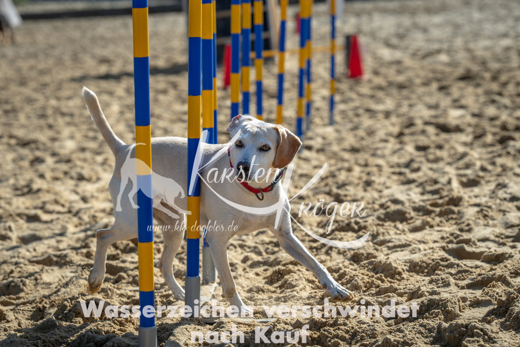 1117_ZZ90922 | kk-dogfotos