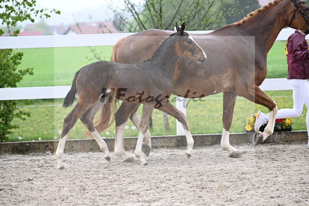 Kat-Nr. 35 HF Duplexx x Balou du Rouet_Spandl_23261306 | hf-fotografie - Realisiert mit Pictrs.com