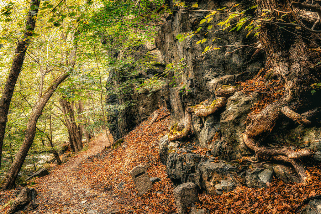 Ein malerischer Waldweg im Harz, herbstliche Ruhe, National Park Harz | Das Bild zeigt einen malerischen Wanderweg, der durch einen dichten Wald an einer Felswand entlangführt.Der Pfad ist mit herbstlichem Laub bedeckt.Alte Bäume sind mit ihren Wurzeln direkt in den Fels gewachsen.Die Szene strahlt Ruhe und Natürlichkeit aus. - Realisiert mit Pictrs.com