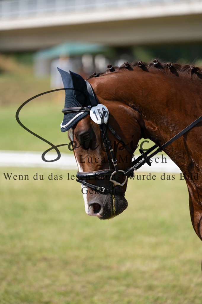 A7V09711 | Pferdefotograf