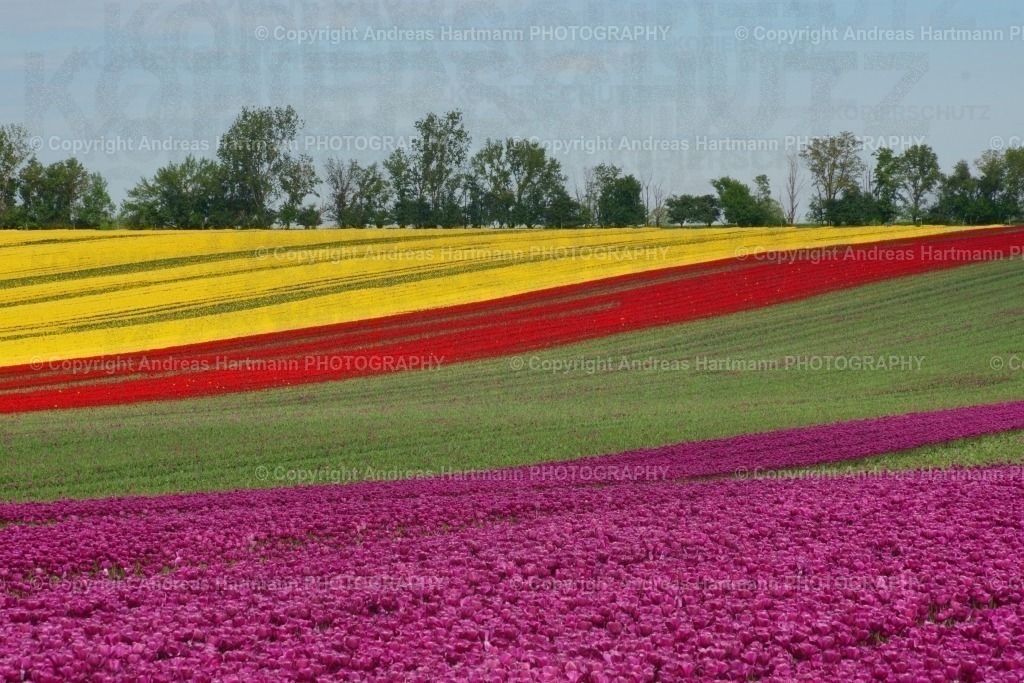 Tulpenfelder Schwaneberg | Tulpenfelder Schwaneberg - Realisiert mit Pictrs.com