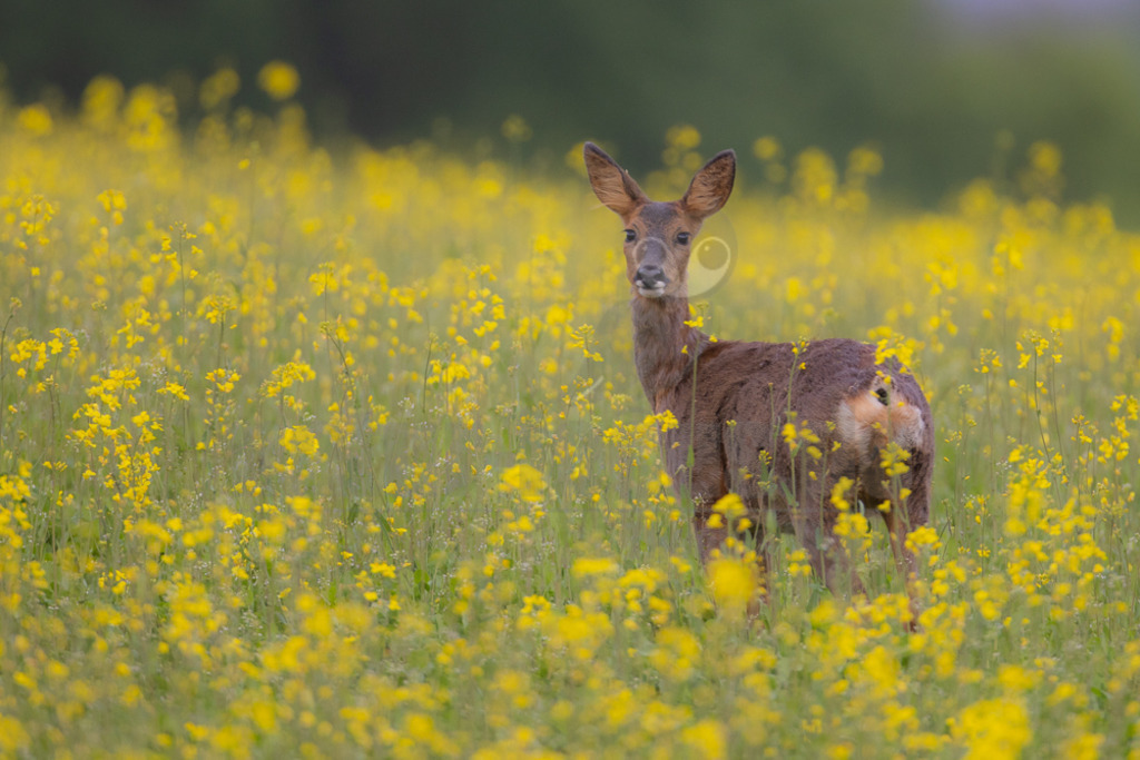 20220507192020-2 | Der Bildershop von www.natur-focus.de bietet ihnen den einfachen Kauf von Bildmaterial per Download aus allen Bereichen der Natur. In den Galerien finden sie Landschaftsfotos, Tierbilder und natürlich auf Pflanzenfotos. - Realisiert mit Pictrs.com