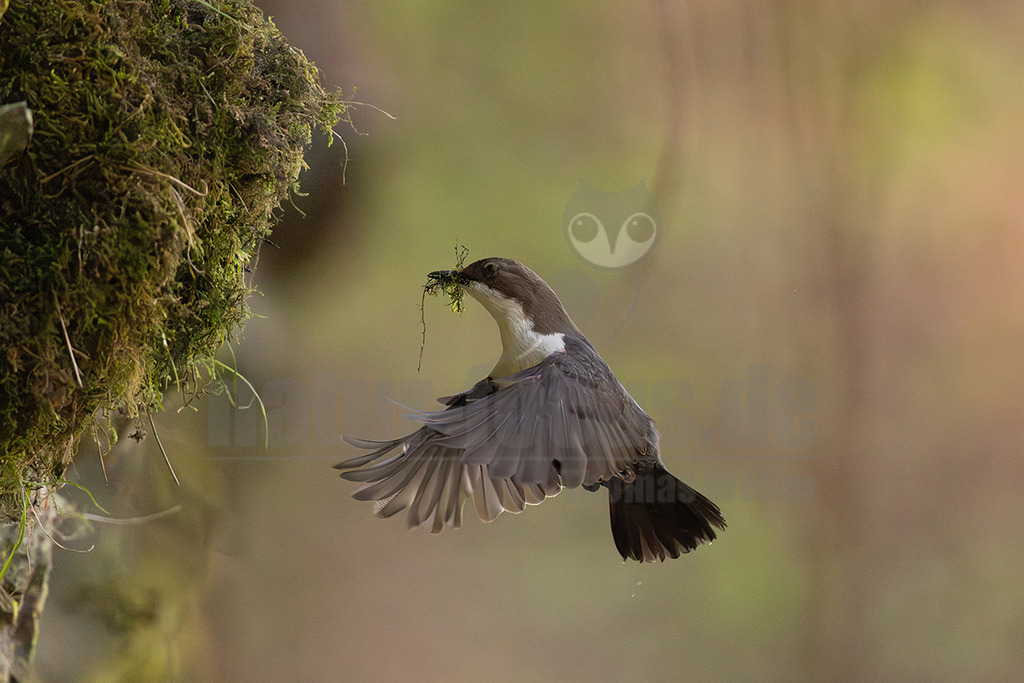 R5M21376_20260426 | Eine Wasseramsel (Cinclus cinclus) befindet sich im Flug und transportiert Moos als Nistmaterial in ihrem Schnabel. Sie fliegt auf eine moosbewachsene Böschung zu, vermutlich zu ihrem Nistplatz. Der Hintergrund ist unscharf. - Realisiert mit Pictrs.com