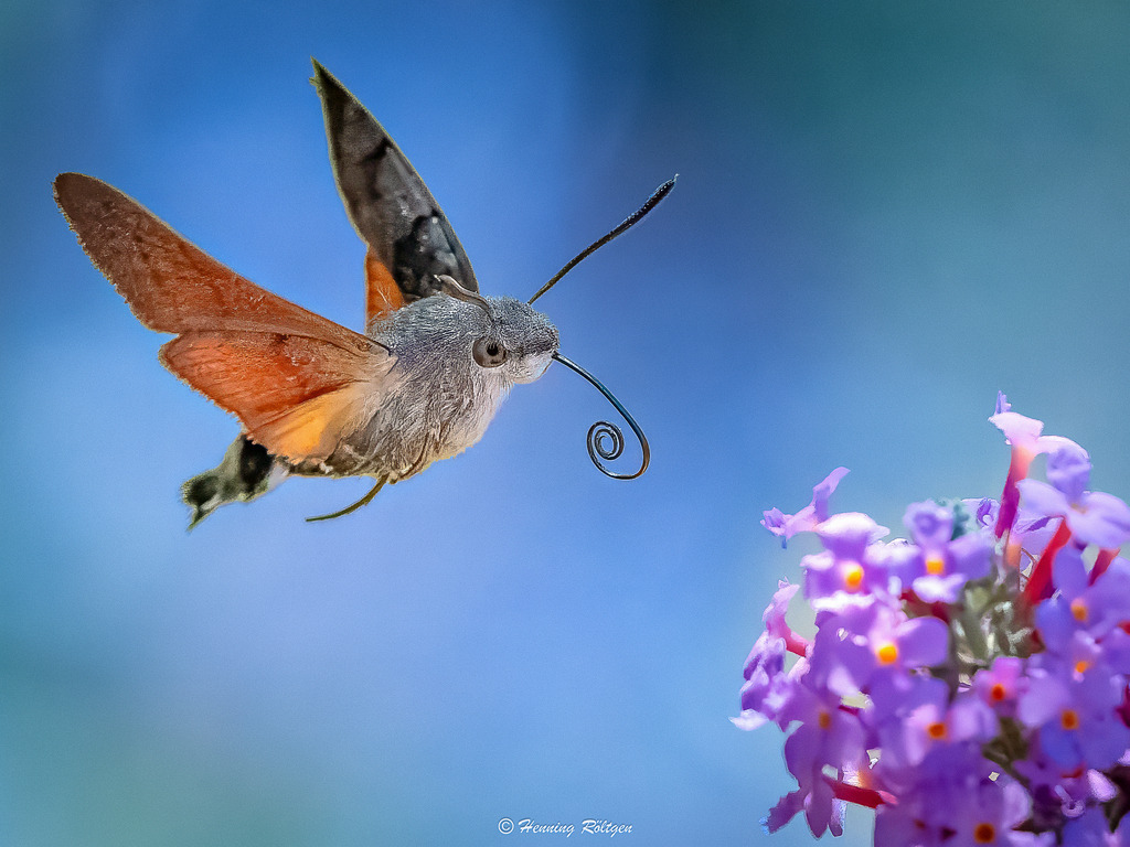 _Final-02903-(P1012929-08.08.2026) | henroe-photoart-shop
