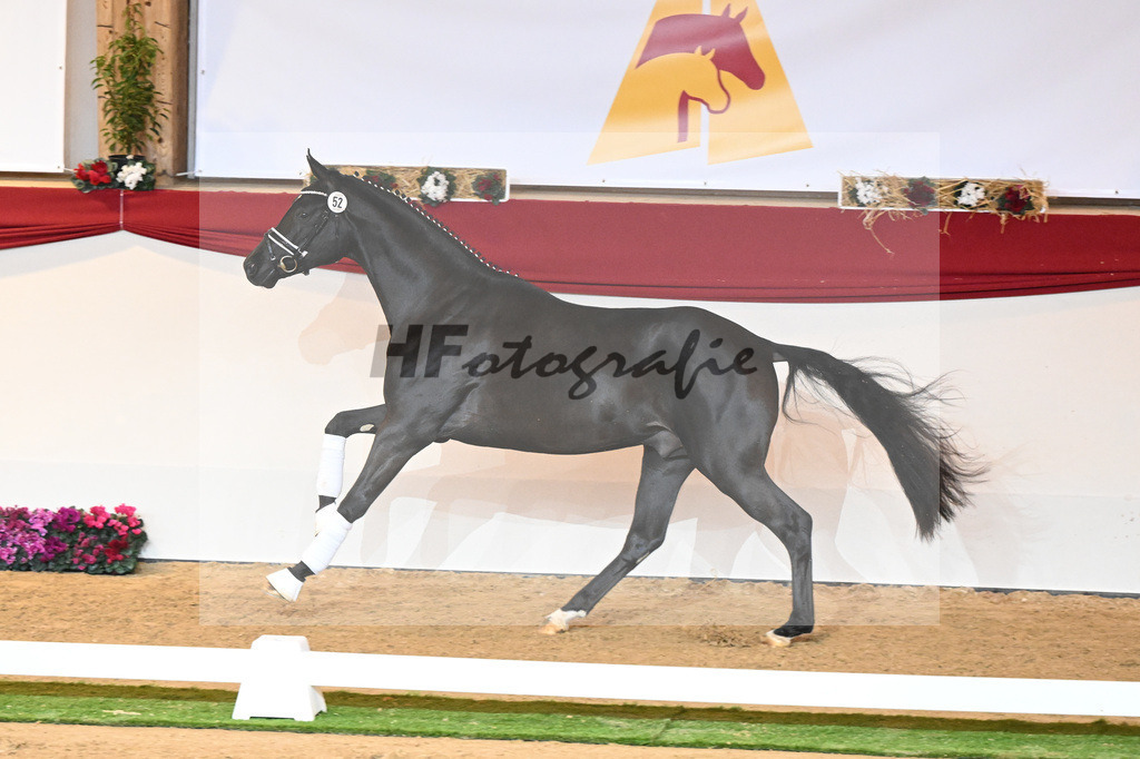 Kat-Nr. 52 Ferrantino_Gestuet Greim_1230222 | hf-fotografie - Realisiert mit Pictrs.com