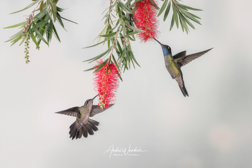 Vom Wind getragen | Andre Wandrei - Nature Artworx - Realisiert mit Pictrs.com