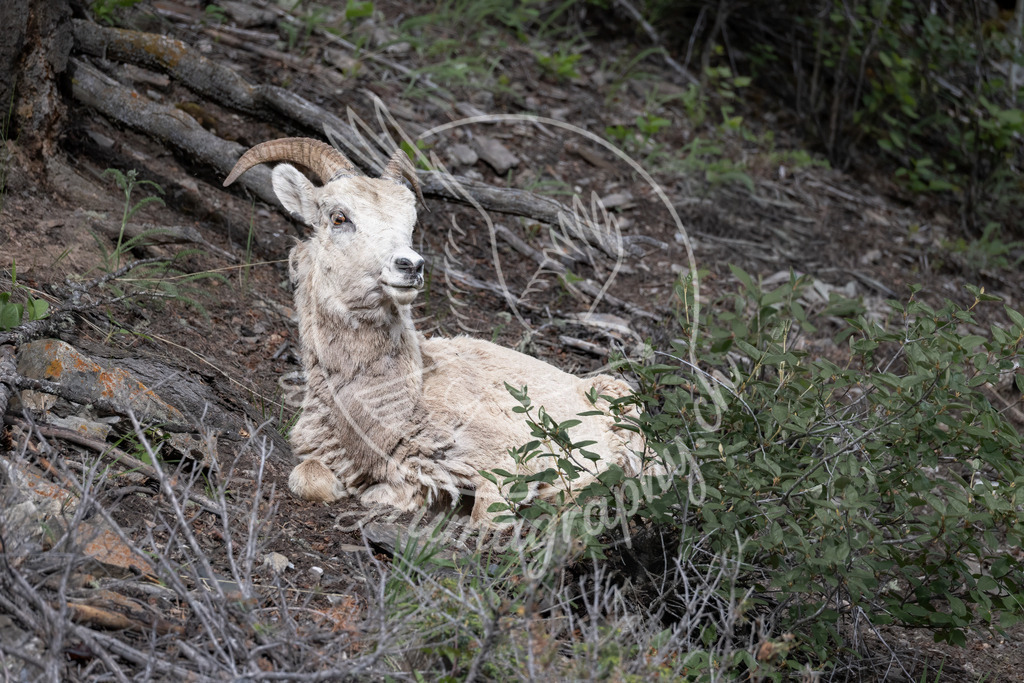 calm presence - bighorn sheep, canada | Authentische Landschafts- & Wildtierfotografie aus der Schweiz. Hochwertige Wandbilder, Fine-Art-Prints und Wunschmotive nach Auftrag – sorgfältig entwickelt im Grumagraphy-Style