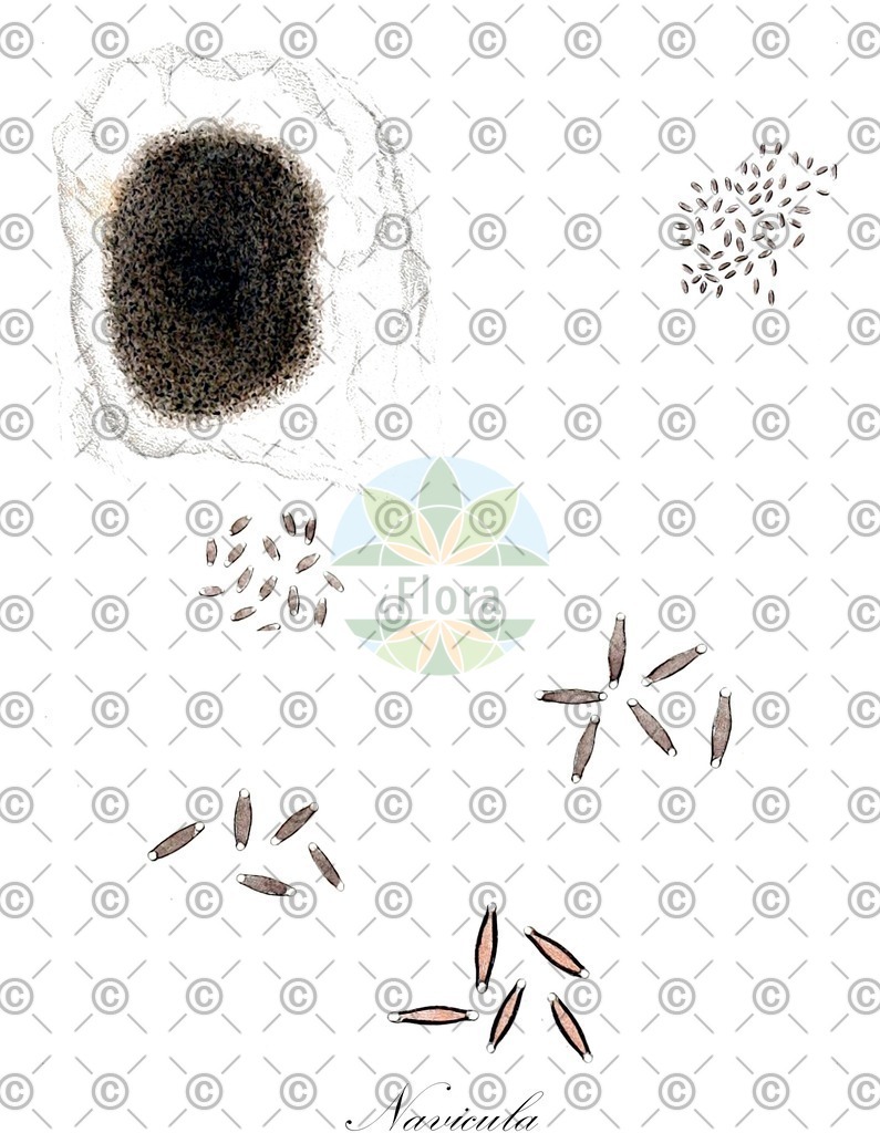 HistAbb_wfo-0001262253_1_ENZY_Simple | Historische Abbildung von Navicula - Naviculaceae (0) | Historical Illustration of Navicula - Naviculaceae (0)