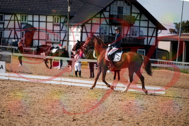 2026_10_03_Siefer-Hof_132808_Z63_87971053 | Professionelle Reitsport-, Turnier- und Eventfotografie von Robert Broda. Galerien mit ausgewählten und bearbeiteten Bildern direkt online ansehen und bestellen.