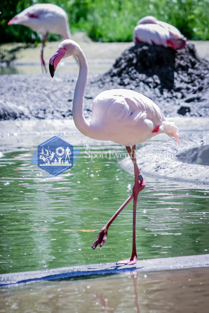 IMG_20100605_741 | SportEventFotografie - Roman Stoiber