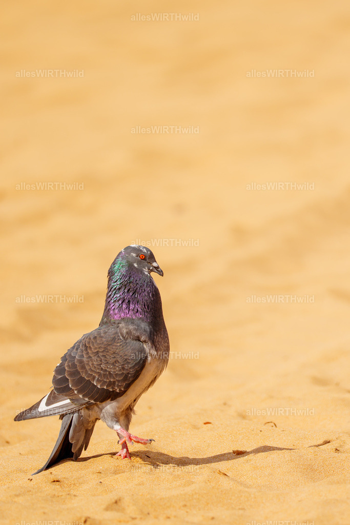 allesWIRTHgut Tierfotografie - allesWIRTHgut.de - 7IV06485 | Entdecke die faszinierende Welt der Natur- und Wildlife-Fotografie von Daniel und Bärbel. Inspirierende Bilder von wilden Tieren und kleinen Naturwundern.