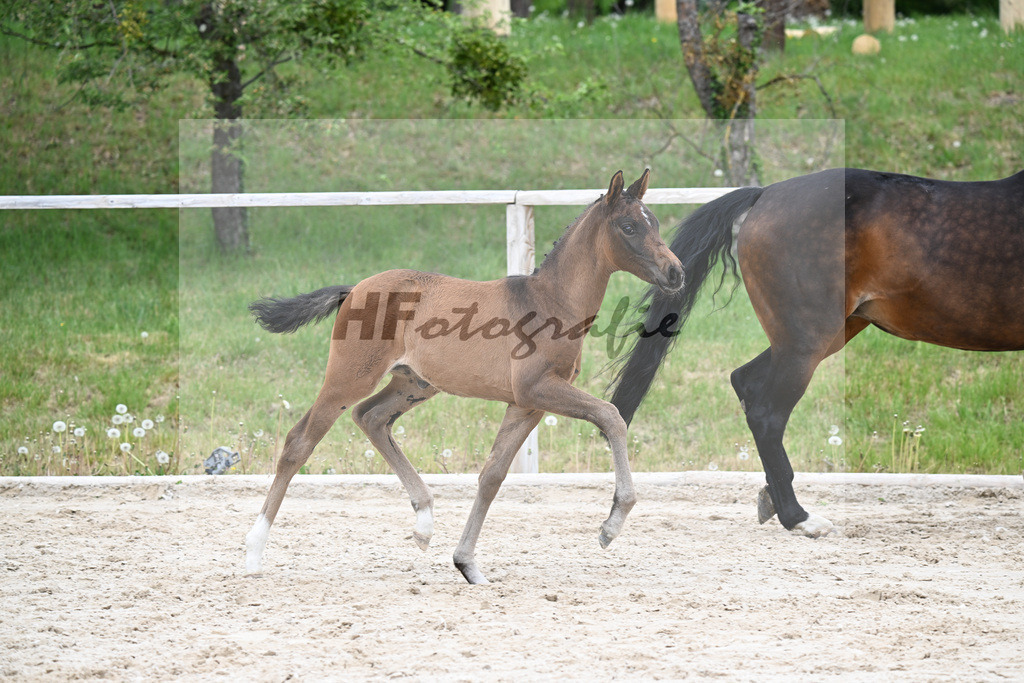 Kat-Nr. 17 SF Feliciano x Rubin Royal OLD_Haegler_24260611 | hf-fotografie - Realisiert mit Pictrs.com