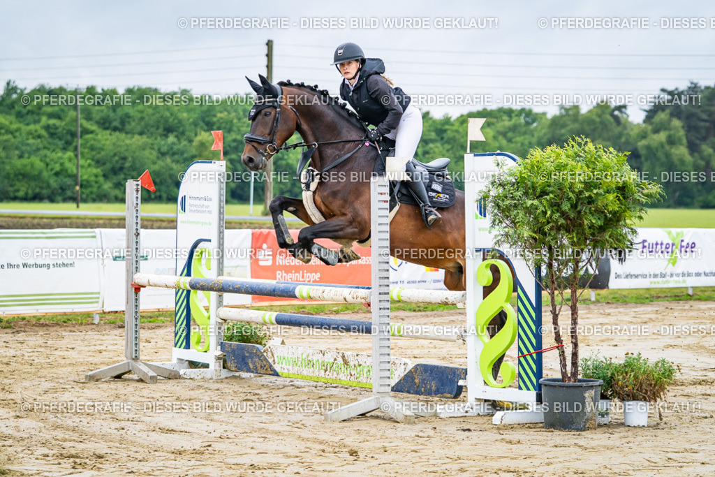 DSC01929 | Pferdegrafie