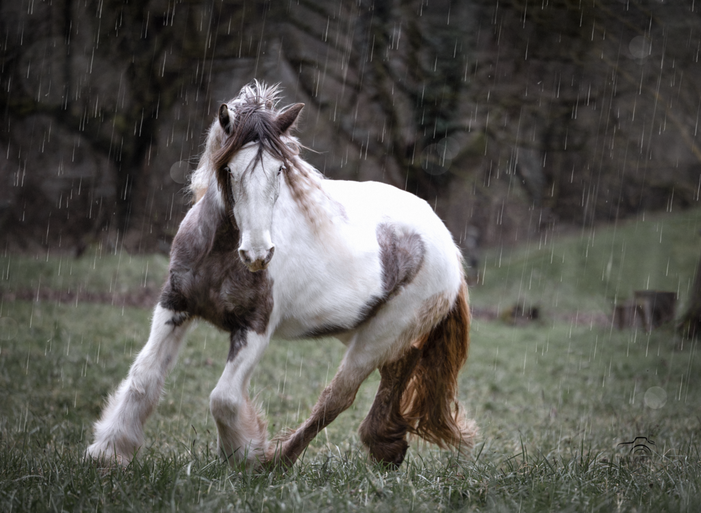 Bonita regen | Emotionale Pferde- & People-Fotografie rund um Heidelberg, Leimen & Umgebung. Natürliche Fotos von Pferd, Mensch & Familie. Jetzt Termin sichern!