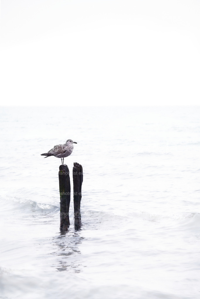 Möve auf einer Dalbe | People- und Tierfotografie, Imageaufnahmen, Veranstaltungsfotografie und Wandbilder aus der Natur ★ Made in Germany ✔️ Druck + Downloads ✔️ Naturfotografie in Top Qualität ★ schneller Versand, weltweite Lieferung! - Realisiert mit Pictrs.com