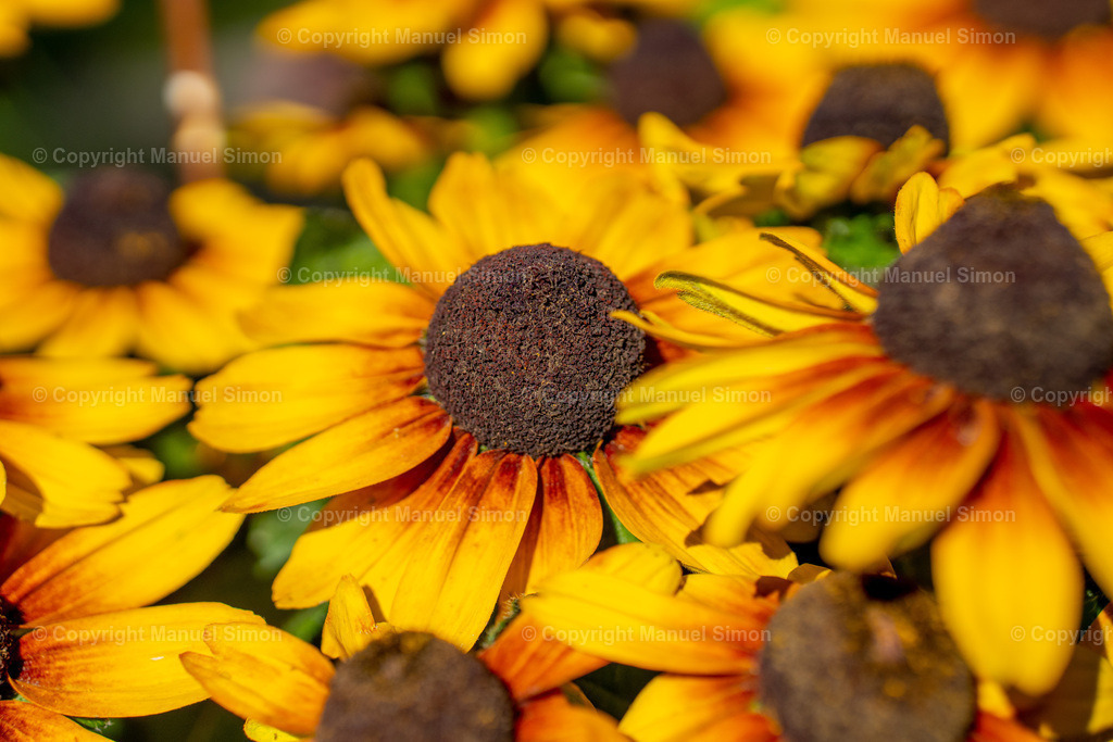 D6401840 | Bildwerk Manuel Simon - Realisiert mit Pictrs.com