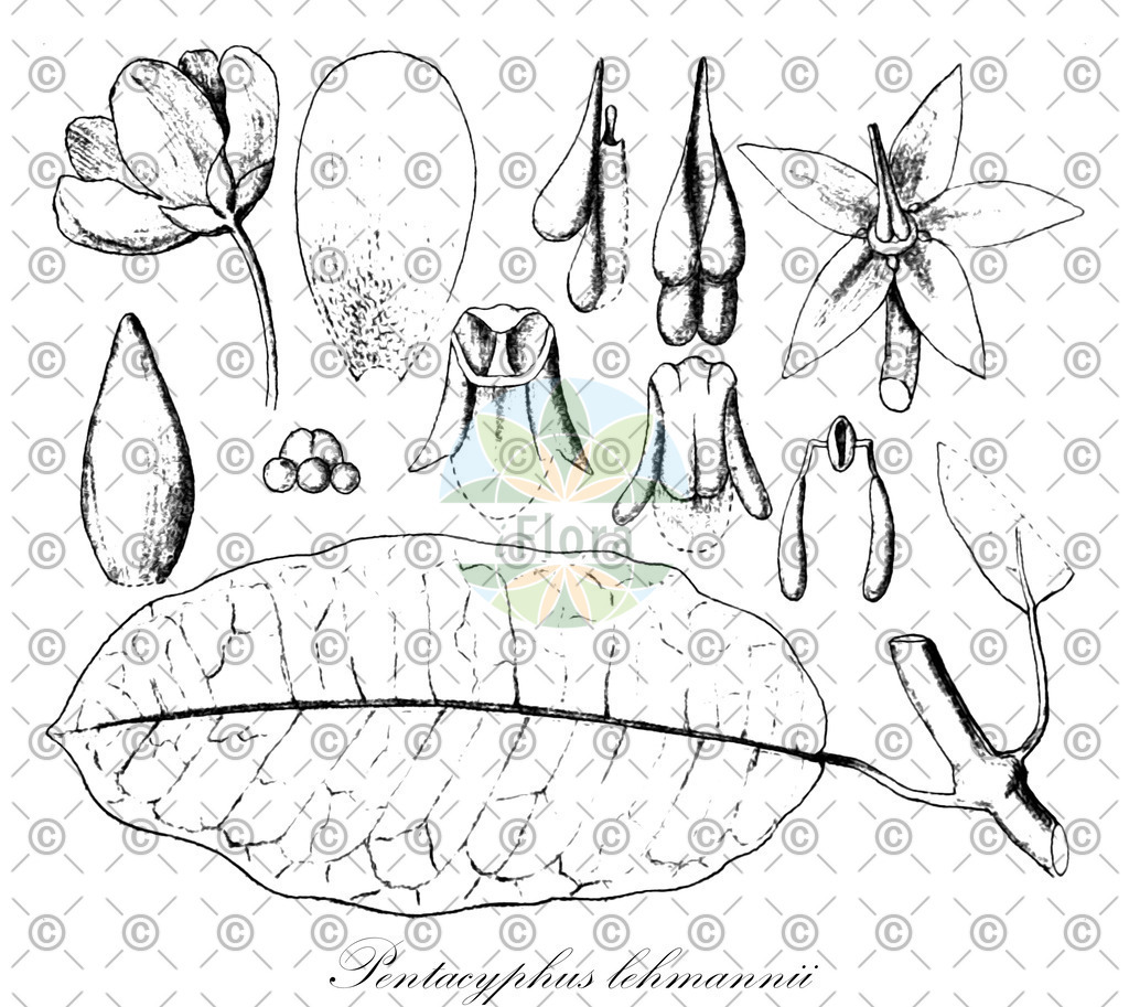 HistAbb_EMP_110098_5_FloraD_Simple | Historische Abbildung von Pentacyphus lehmannii - Apocynaceae | Historical Illustration of Pentacyphus lehmannii - Apocynaceae