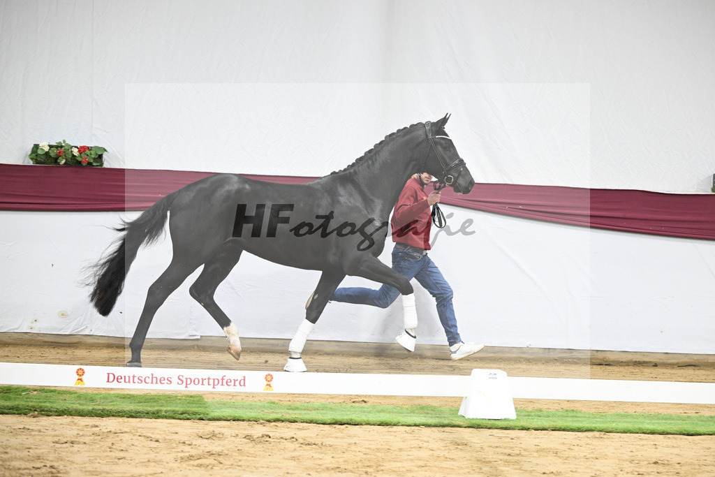 Kat-Nr. 58 Feliciano x San Amour I_Ida Vavrikova_47252166 | hf-fotografie - Realisiert mit Pictrs.com