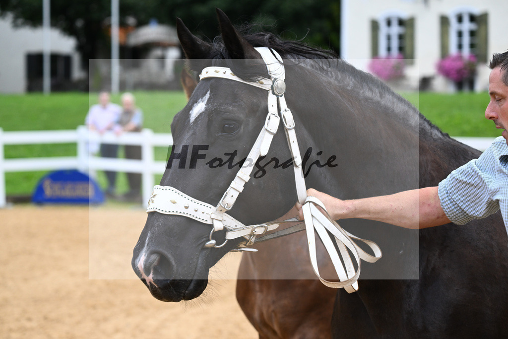 Kat-Nr. 1 Rivaldo x Voellenbacher_Buchner_27140016 | hf-fotografie - Realisiert mit Pictrs.com