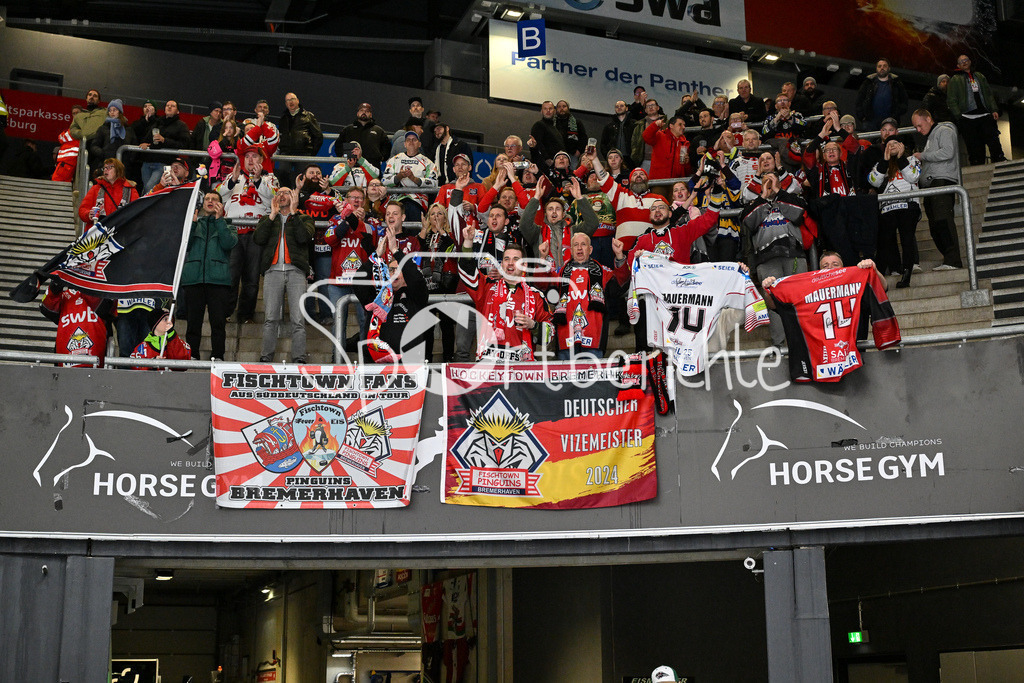 Augsburger Panther - Fischtown Pinguins | Die mitgereisten Fans der Pinguins feiern ihr Team nach dem Spiel / DEL: Augsburger Panther - Fischtown Pinguins, Curt Frenzel Stadion am 08.01.2025