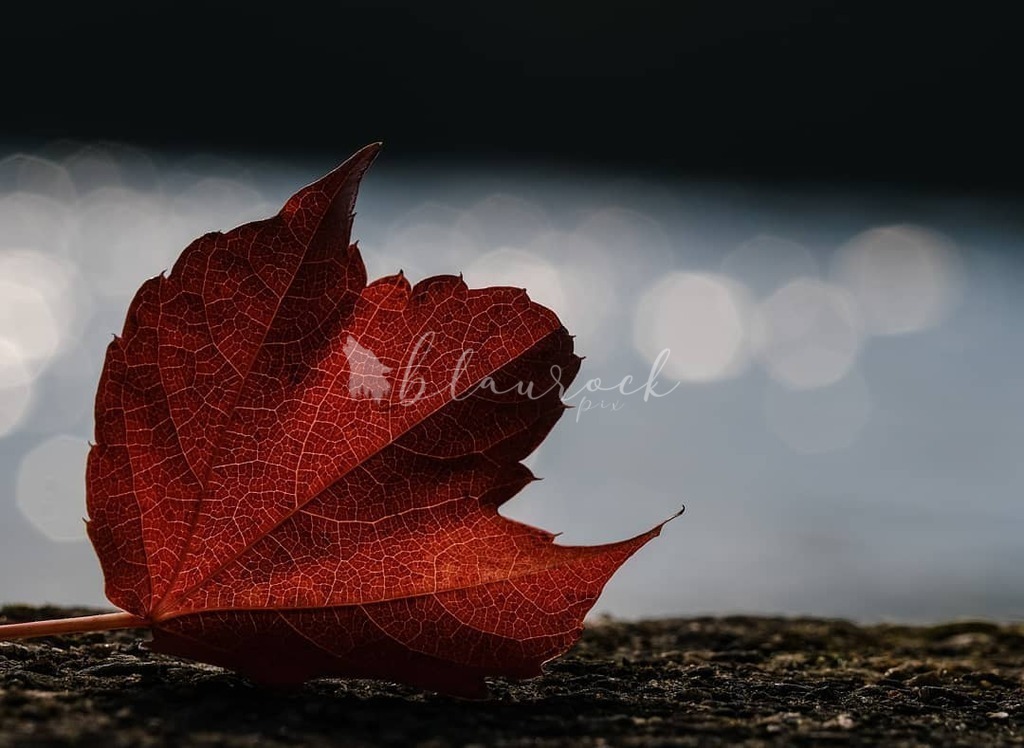2018-10-26 09.42.23 1898507428096369187_8262239951 | Sportbilder, Sportfotograf, Hochzeits- und Eventfotografin, Flugshows, Portraits und Tiershooting, Aviation, Downhill, Nationalleague, Swissleague, International