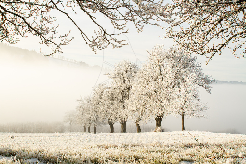 Frostige Birnbäume Mostviertel | St. Leonhard am Wald, QuerformatBei Veröffentlichung des Bildes ist eine Namensnennung wie folgt erforderlich: 
Foto: Mostdirn Irmgard Wieser - Realisiert mit Pictrs.com