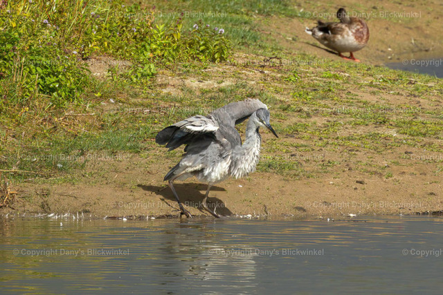 2022156 | Tierfotografie, Tierkalender, Tierbilder, Insekten, Spinnen, Vögel, Schmetterling, Libellen, Leinwand, Colorkey, Qualität, Geschenkartikel, Geschenk - Realisiert mit Pictrs.com