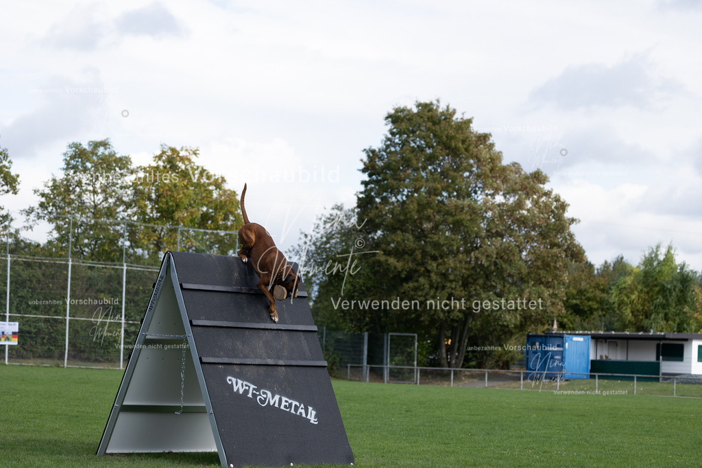_16A6787 | Einzigartige Fotos von Hunden & Menschen –Actionfotos, Portraits, Vereinsaufnahmen & Paarshootings – authentisch, lebendig & mit Herz.