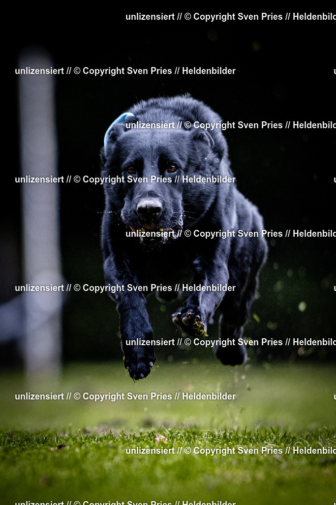 Sven Pries | 2025-10-03 - Hunderennen Obergrombach - Realisiert mit Pictrs.com