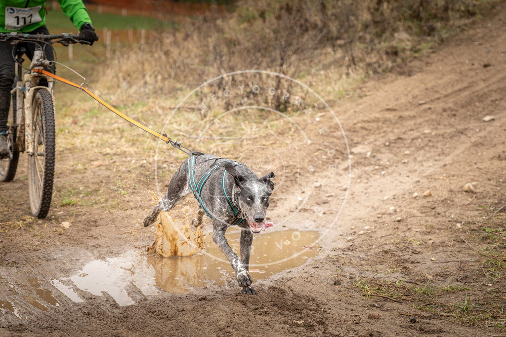 DV3A0975 | Hundefotografie, Tierfotograf, Pfotenfotografie, Fotoshooting Hund, Hunde Portrait, Hundesport, Hundeportraits, Heideshooting, Hunde, Sportfotograf, Hundefotograf, Turnierhundsport, THS,  - Realisiert mit Pictrs.com