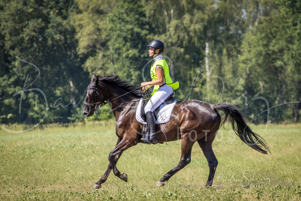 CJP_2026-06-26_174 | Stimmungsvolle Fotografie von Pferden, fotografische Begleitung von Veranstaltungen, Golfturnieren und Distanzritten - Realisiert mit Pictrs.com