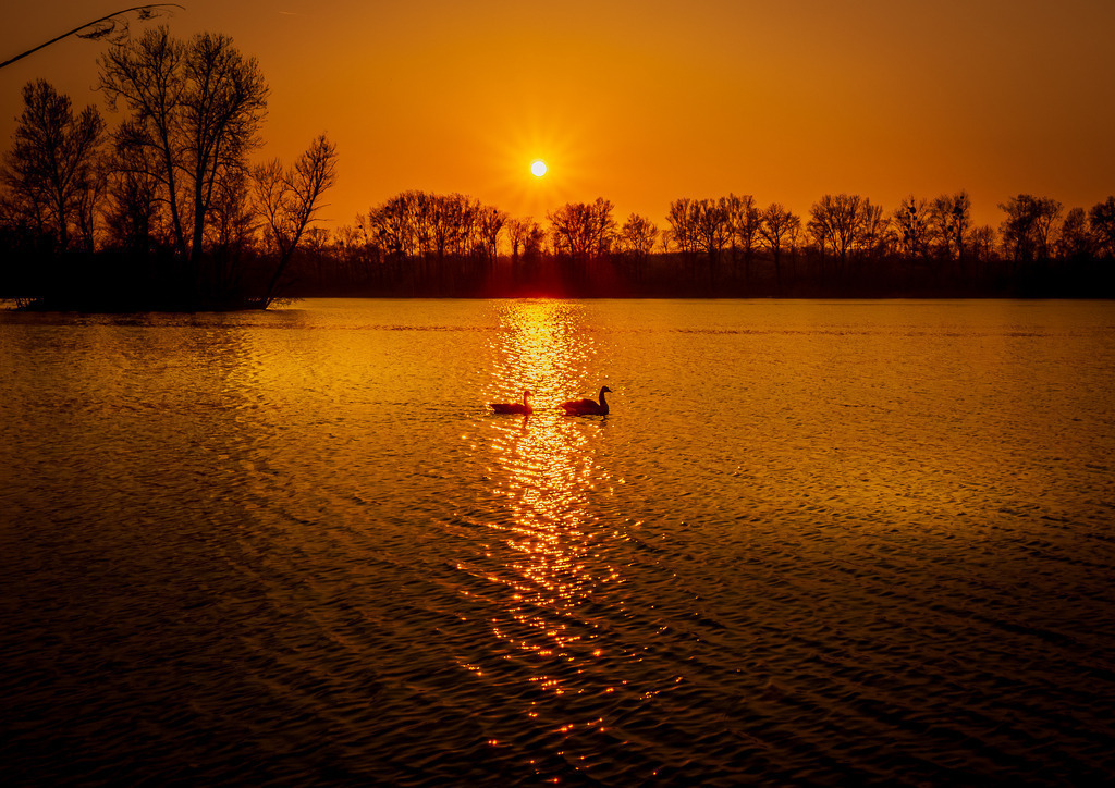 MPI_Wasser_0007 | Zwei verliebte Wildenten im Abendrot am Leutesheimer Baggersee - Realisiert mit Pictrs.com