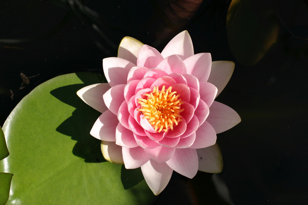 Seerose Juli_0074a | Seerosenblüte miz Blatt in dunklem Wasser