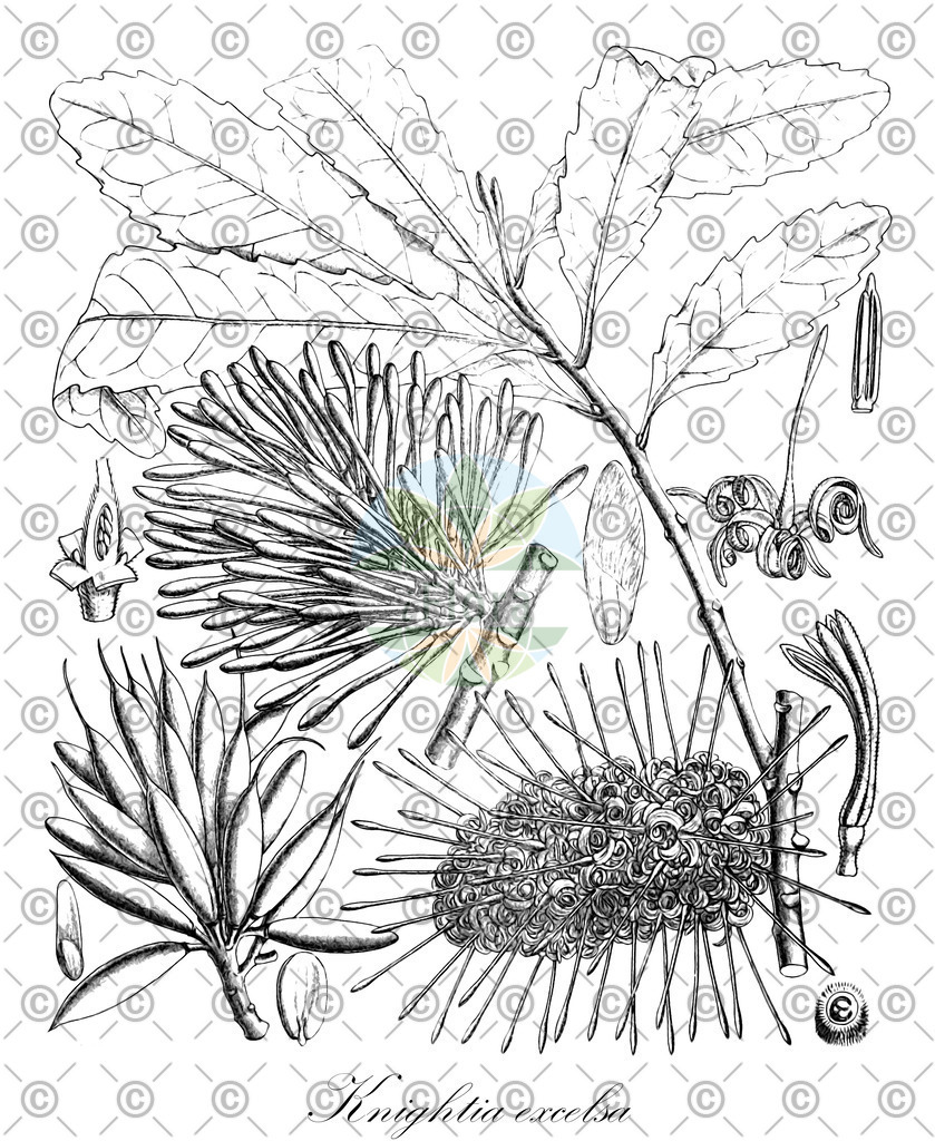 HistAbb_wfo-0000675212_1_ENZY_Simple | Historische Abbildung von Knightia excelsa - Proteaceae | Historical Illustration of Knightia excelsa - Proteaceae