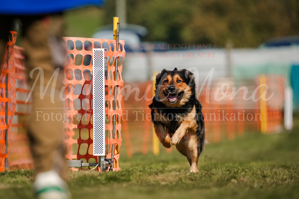 20250928_Hunderennen-663 | MuT (Mensch und Tier) mit Mona - Fotografie und Tierkommunikation - Realisiert mit Pictrs.com