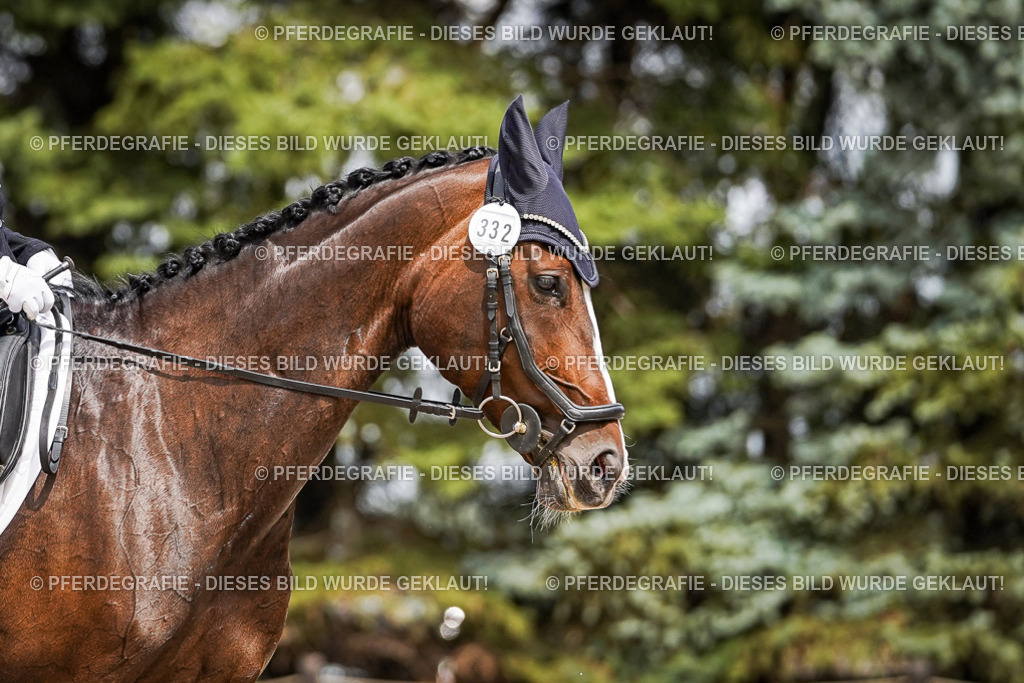 DSC03635 | Pferdegrafie