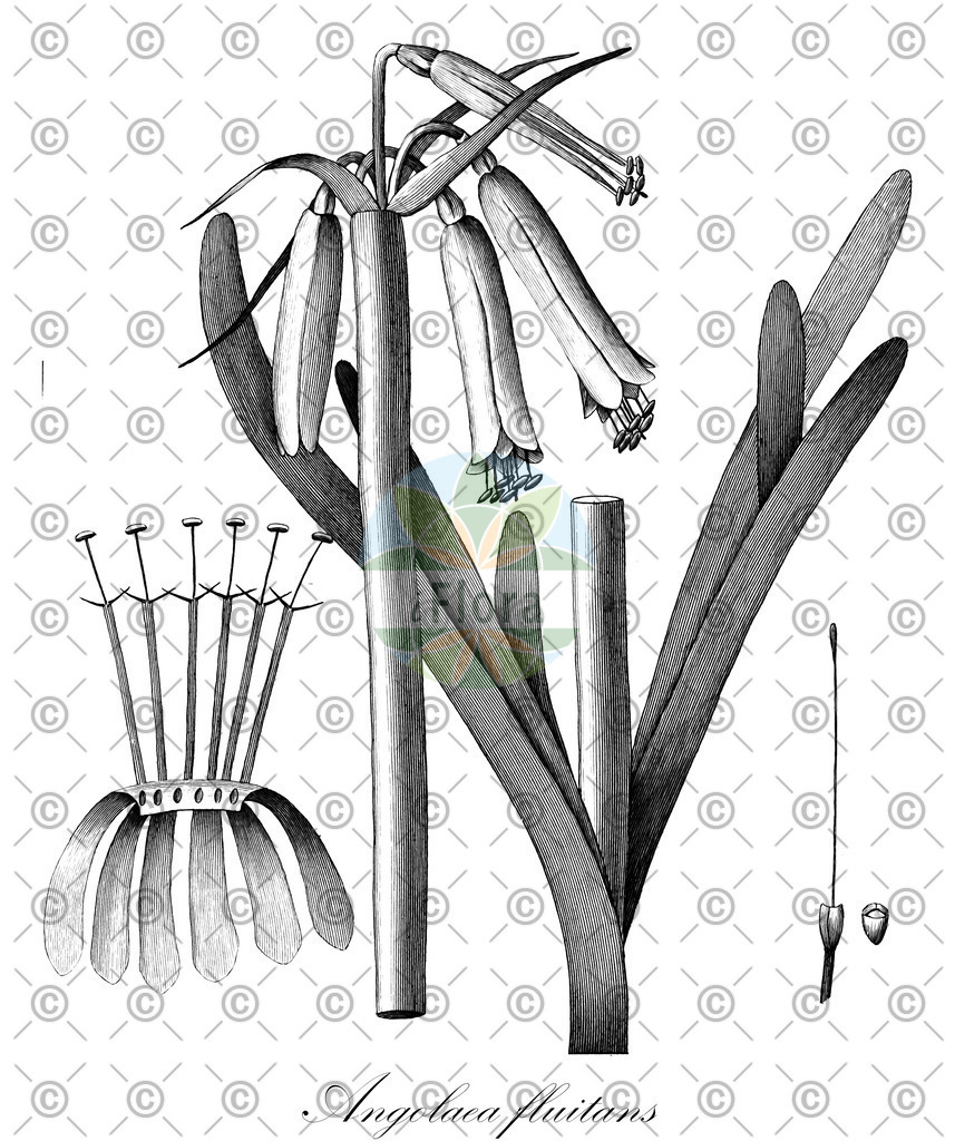 HistAbb_wfo-0000536542_60_ENZY_Simple | Historische Abbildung von Angolaea fluitans - Podostemaceae | Historical Illustration of Angolaea fluitans - Podostemaceae