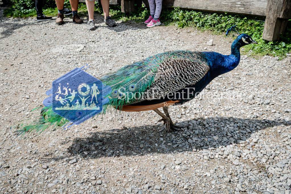 IMG_1157 | SportEventFotografie - Roman Stoiber