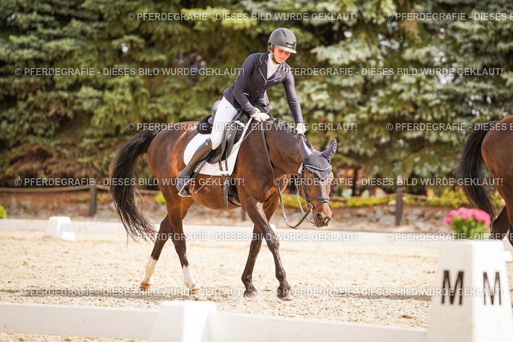 DSC01594 | Pferdegrafie