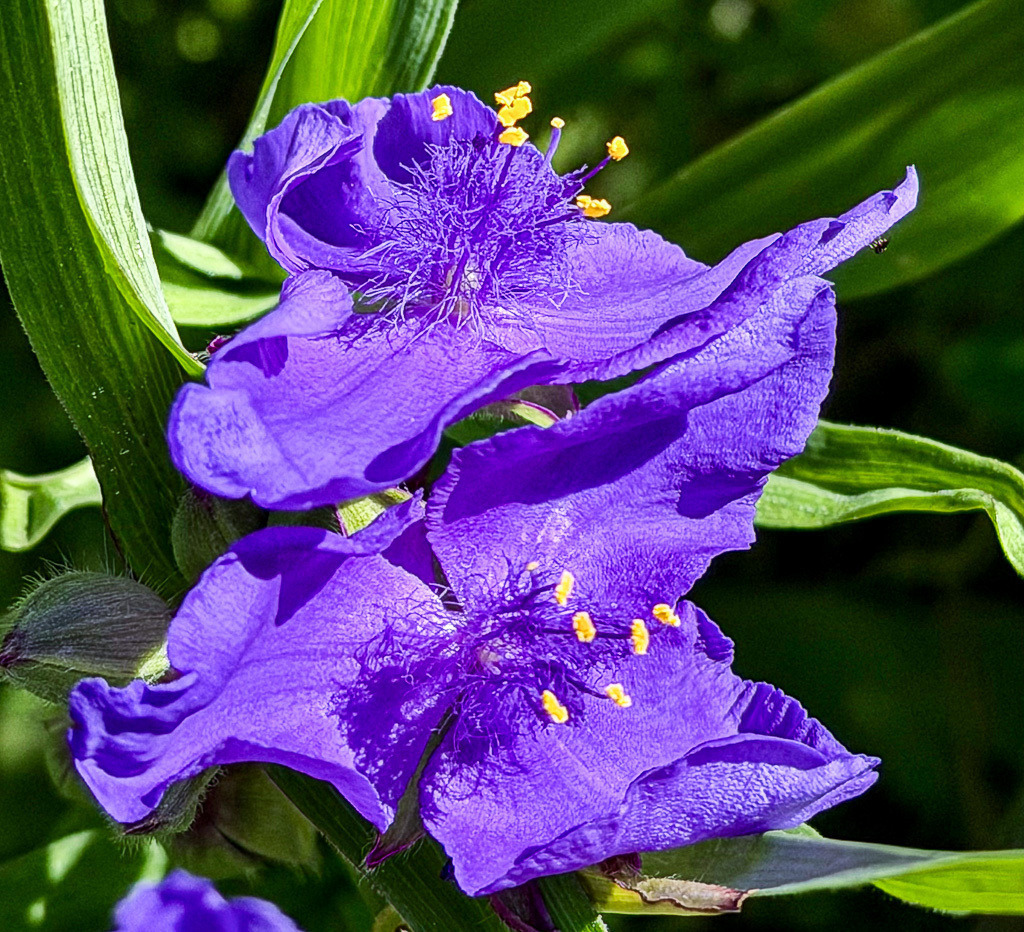 Spiderwort Macro Study | A vibrant macro study of a purple spiderwort flower (Tradescantia / Dreimasterblume) with glowing yellow stamens, rich botanical textures and soft painterly details. This close-up reveals the delicate structure and abstract beauty hidden inside a single bloom. - Realisiert mit Pictrs.com